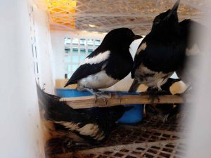 Anakan Burung Kacer Di Dalam Kandang Kargo