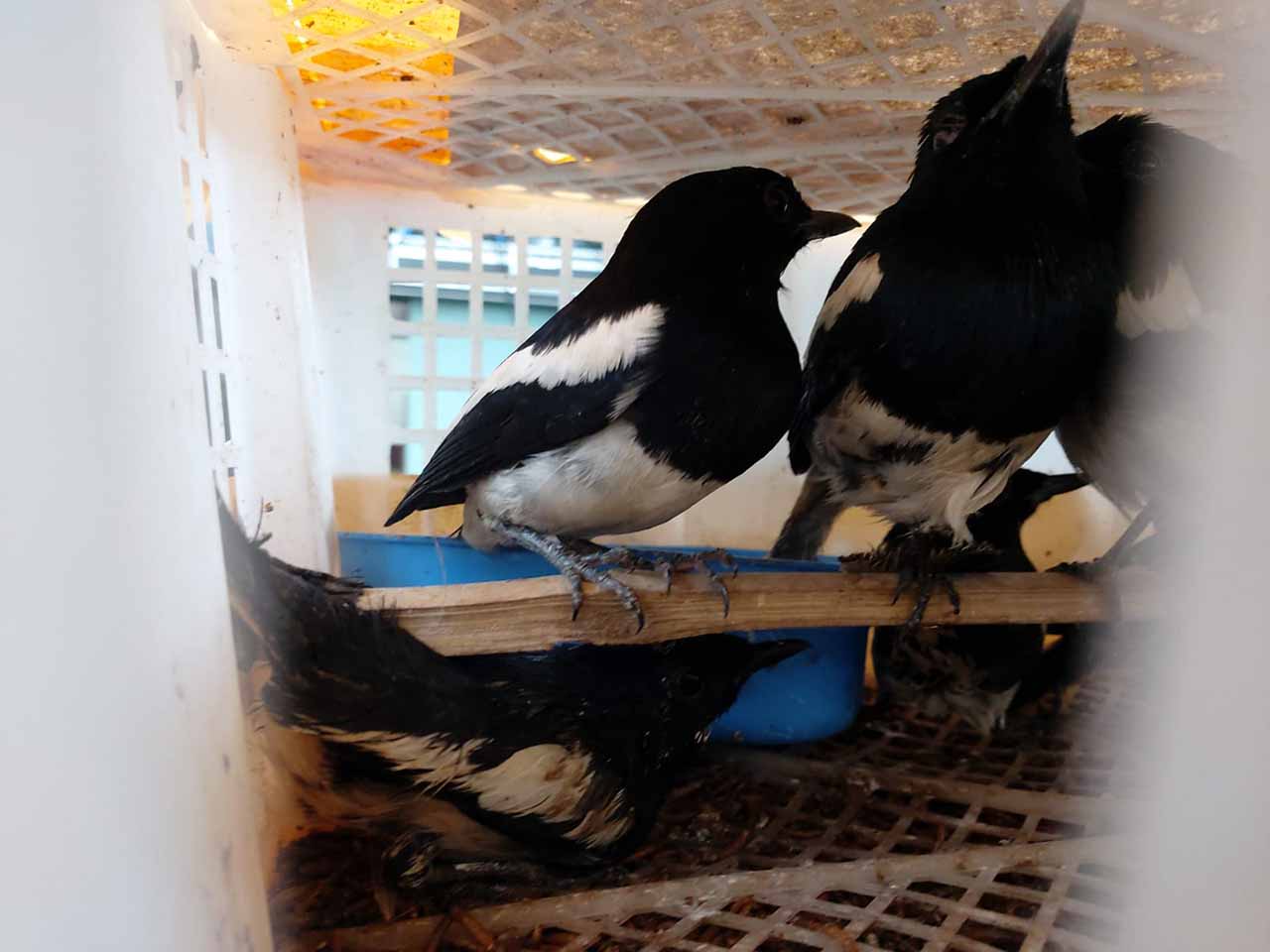 Anakan Burung Kacer Di Dalam Kandang Kargo