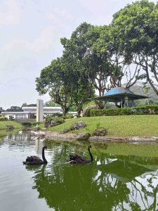 Angsa Hitam Australia Berenang Di Kolam Ikan Belakang Rumah