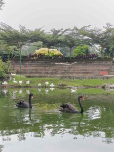 Angsa Putih Dengan Sepasang Angsa Hitam Australia Dengan Pemandangan Kolam Ikan Dan Taman Indah 1