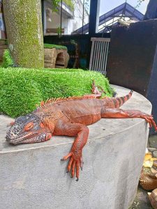 Animalia Kadal Iguana Merah