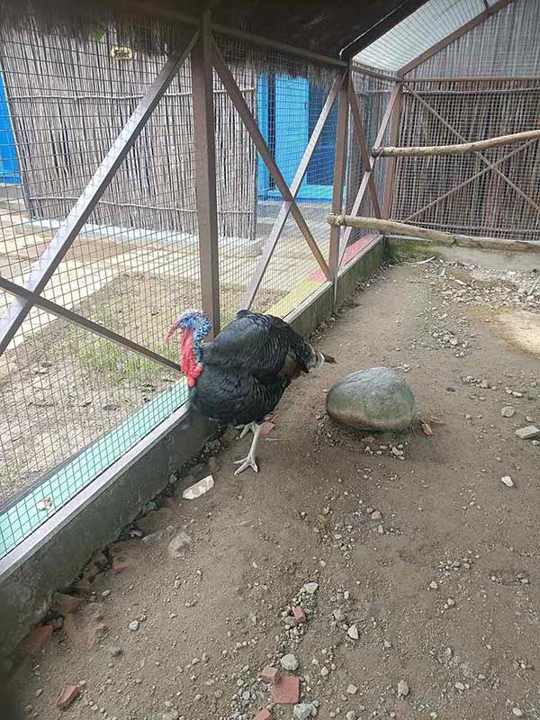Ayam Kalkun Jantan Warna Hitam Di Dalam Kandang Besar