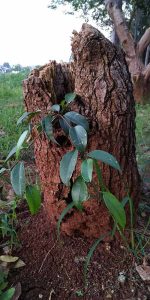 Bonsai Pohon Beringin
