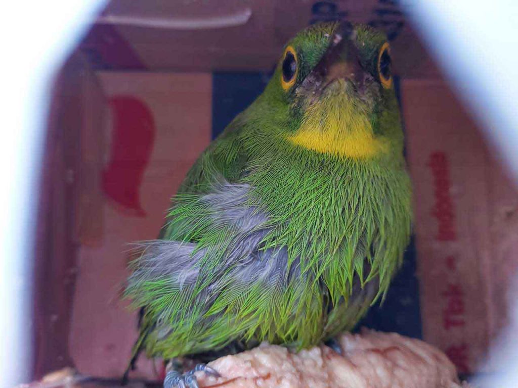 Anakan Burung Cucak Ijo Dalam Pengiriman 1 Burung Cucak Hijau Di Kandang Burung Kicau Kicaumania