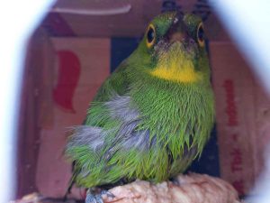 Burung Cucak Hijau Di Kandang Burung Kicau Kicaumania