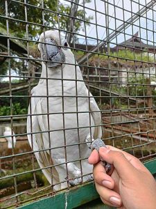Burung Kakak Tua Jambul Kuning manja Di Dalam Kandang
