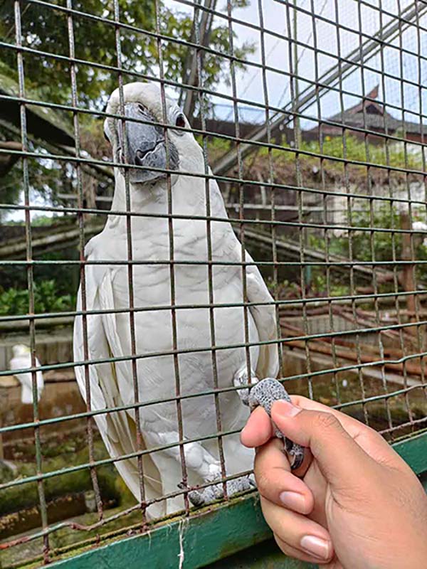 Burung Kakak Tua Jambul Kuning manja Di Dalam Kandang
