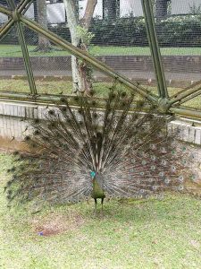Burung Merak Hijau Asli Indonesia Burung Merak Hijau Mekar