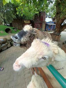 Domba Merino Domba Hias Minta Makan