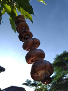 Jamur Kacing Background Langit Biru Jamur Kompos 1