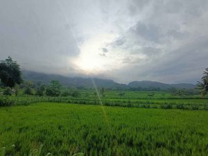 Pemandangan Sawah Tanaman Padi Hijau