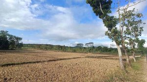 Persawahan Tanah Kering Pohon Hijau