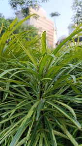 Tanaman Hias Daun Hijau Daun Kuning