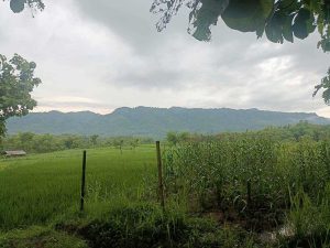 Tanaman Jagung Padi Pegunungan Seribu