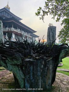 Akar Pohon Jati Tua Dekorasi Taman