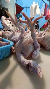 Jual Ayam Pedaging Ayam Potong Segar