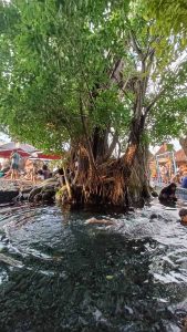 Berenang Umbul Kemanten Sumber Mata Air