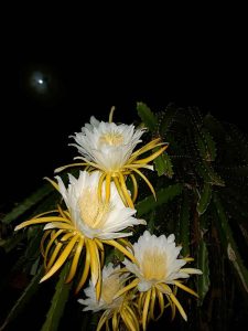 Bunga Buah Naga Mekar Cahaya Bulan Purnama