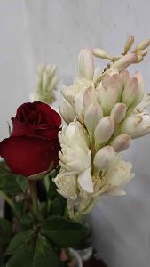 Bunga Mawar Merah Bunga Sedap Malam