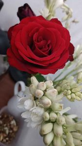 Bunga Mawar Merkah Warna Merah