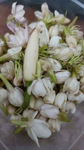 Bunga Melati Bunga Kantil Warna Putih