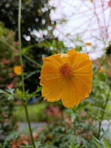 Foto Bunga Kuning Kecil Tanaman Bunga Hias Liar