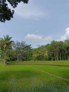 Hamparan Sawah Padi Hijau