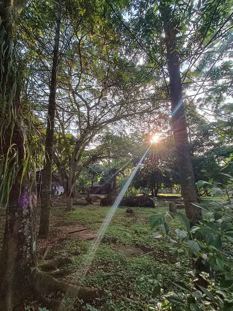 Hutan Kota Pohon Tinggi