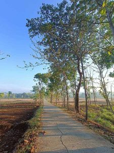 Jalan Di Tengah Sawah Kanan Kiri Pohon