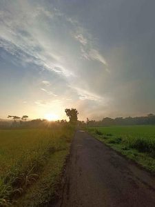 Jalanan Persawahan Matahari Pagi Tanaman Padi Hijau