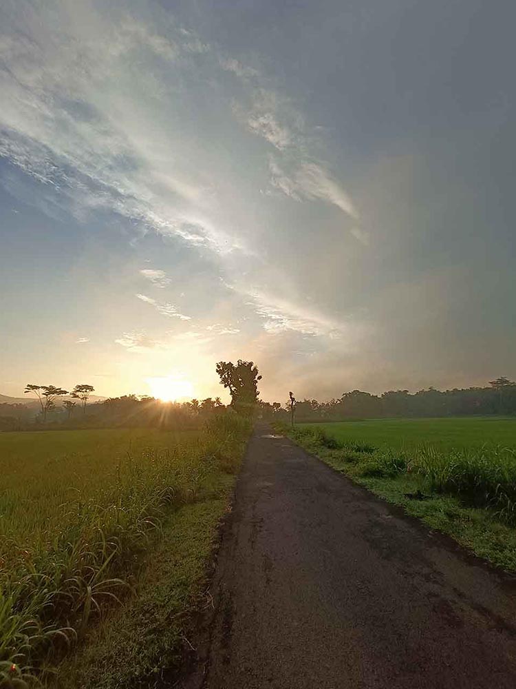 Jalanan Persawahan Matahari Pagi Tanaman Padi Hijau