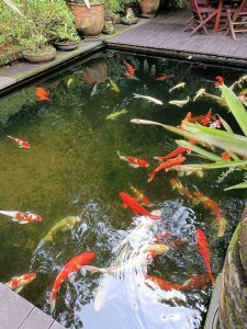 Kolam Ikan Koi Koi Merah Putih