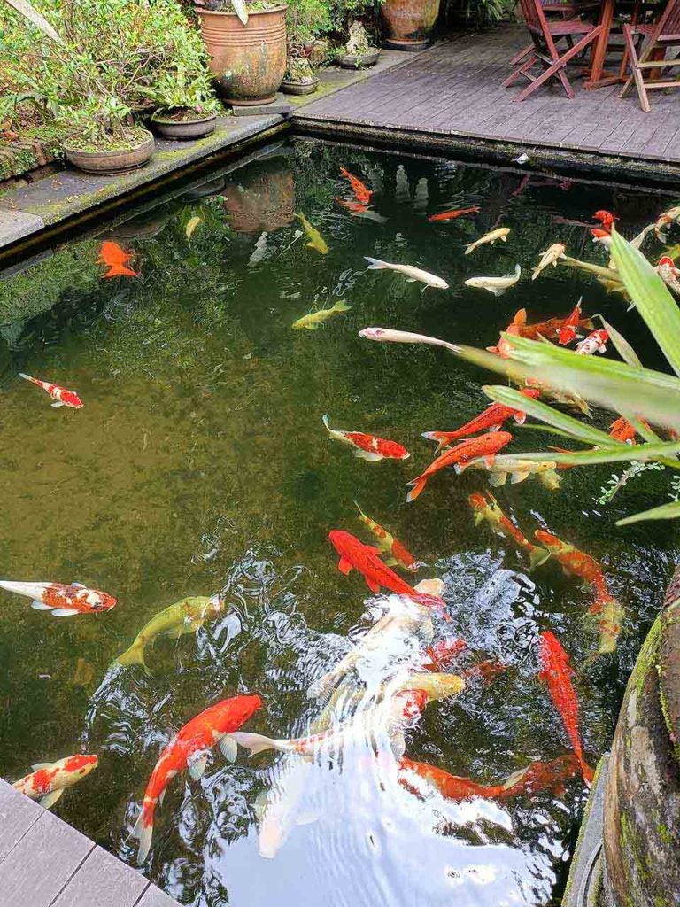 Kolam Ikan Koi Koi Merah Putih