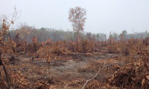 IMG-20151115-WA0565 Burned earth stretches under a hazy sky