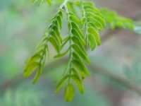 Fresh green leaves sway gently in soft sunlight