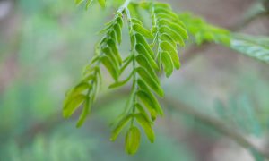 Fresh green leaves sway gently in soft sunlight