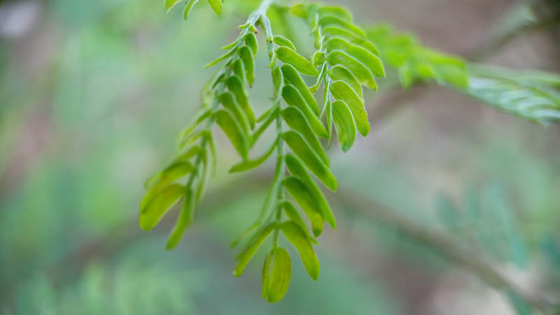 Fresh green leaves sway gently in soft sunlight 1 Fresh green leaves sway gently in soft sunlight