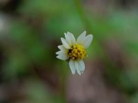 Tiny white flower with yellow center blooms softly