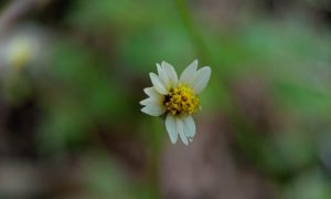 Tiny white flower with yellow center blooms softly