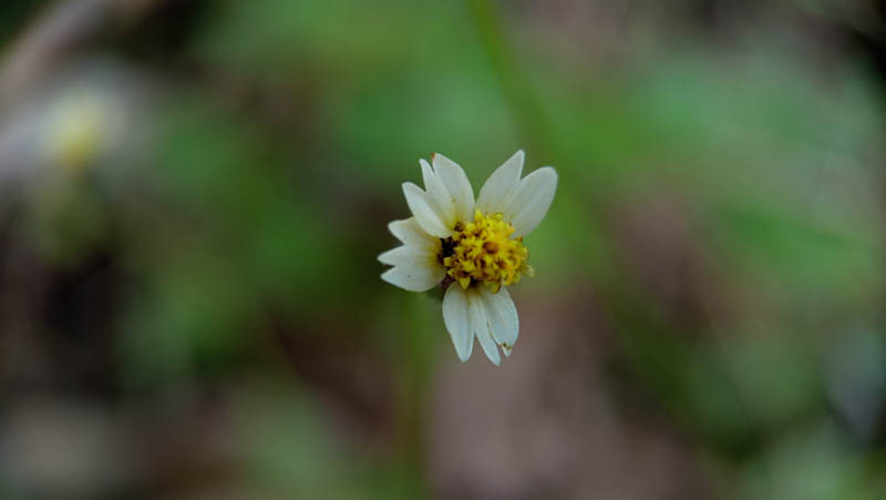 Tiny white flower with yellow center blooms softly