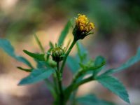Yellow flower blooms gently on slender green stem