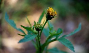 Yellow flower blooms gently on slender green stem
