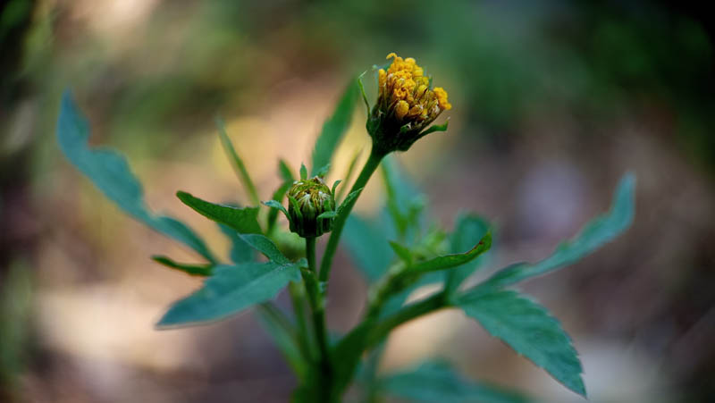 Yellow flower blooms gently on slender green stem