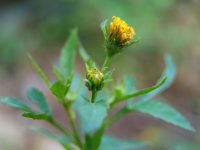 Yellow flower blooms gently in soft focus