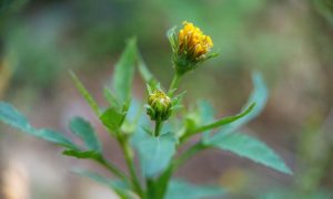 Yellow flower blooms gently in soft focus