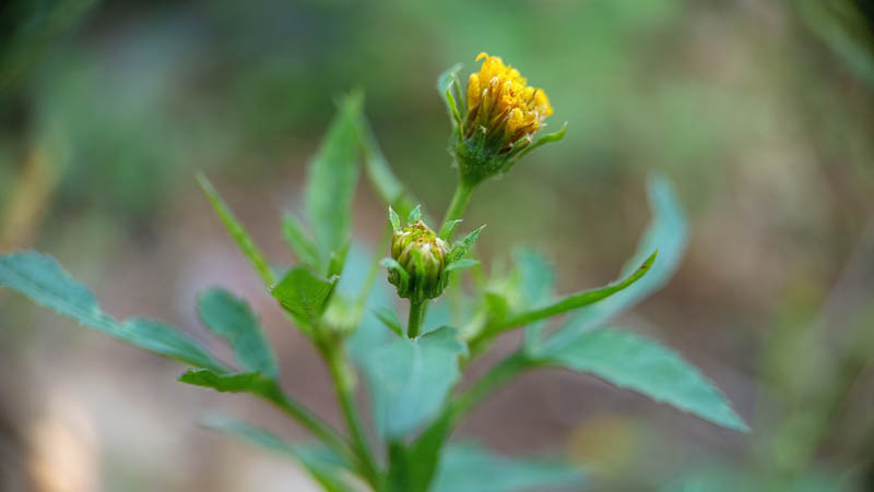 Yellow flower blooms gently in soft focus