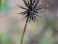 Dandelion seed head stands tall against soft green backdrop