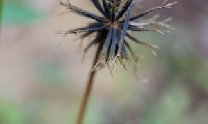 Dandelion seed head stands tall against soft green backdrop