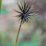 Dandelion seed head stands tall against soft green backdrop