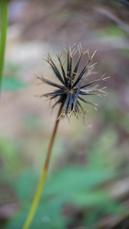 Dandelion seed head stands tall against soft green backdrop 1 Dandelion seed head stands tall against soft green backdrop